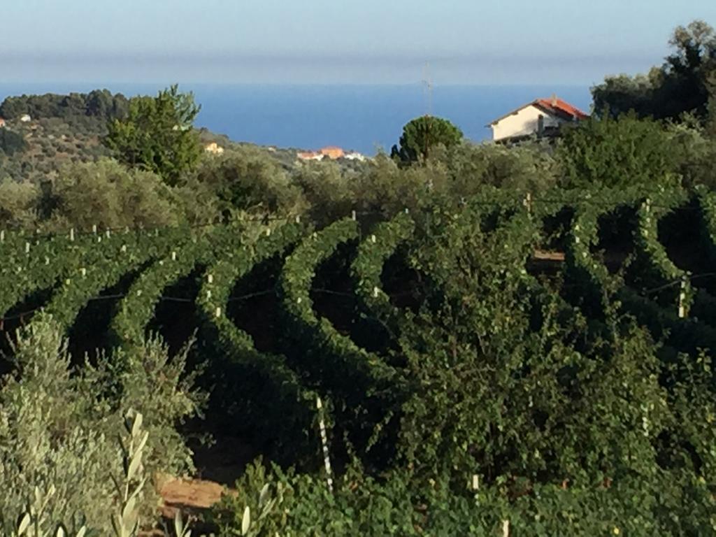 Agriturismo Ada Musso Ss Diano Borello Екстериор снимка